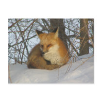 Resting Fox