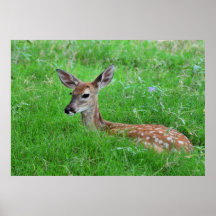 Resting in the tall grass posters