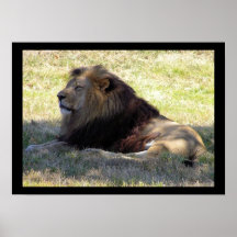 Resting Lion Print