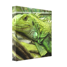 Resting Lizard Canvas Print