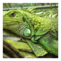 Resting Lizard Invitations