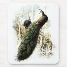 Resting Peacocks Mouse Pad