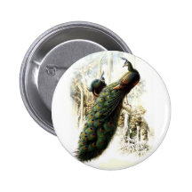 Resting Peacocks Pinback Button
