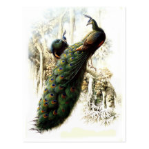 Resting Peacocks Post Card
