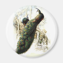 Resting Peacocks Refrigerator Magnet