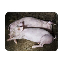 Resting Pigs Flexible Magnet