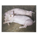 Resting Pigs Memo Note Pads