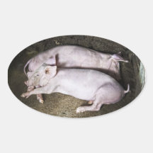 Resting Pigs Stickers