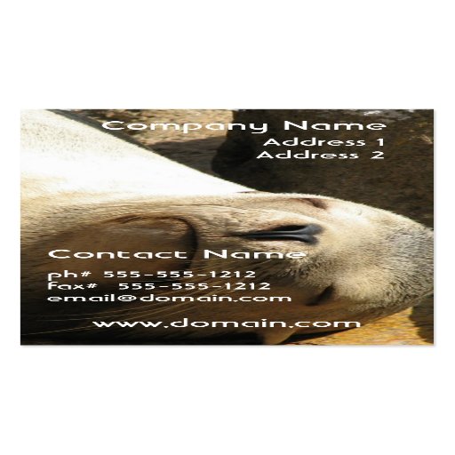 Resting Sea Lion Business Card