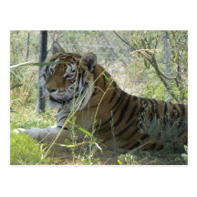 Resting tiger postcard (h)