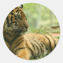 Resting Tiger  Sticker