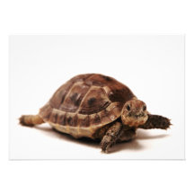 Resting Tortoise Personalized Invitations