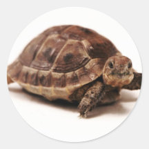 Resting Tortoise Round Stickers
