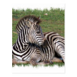 Resting Zebra Postcard
