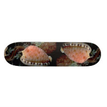 Reticulated cowrie helmet (Cypraecassis testiculus Skateboard Deck