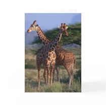 Reticulated Giraffe 2 Greeting Cards