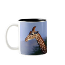 Reticulated Giraffe 2