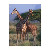Reticulated Giraffe 2 Post Card