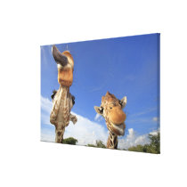 Reticulated Giraffe (Giraffa camelopardalis) 2 Canvas Prints