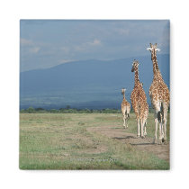 Reticulated Giraffe (Giraffa camelopardalis) 2 Refrigerator Magnets