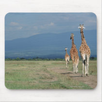 Reticulated Giraffe (Giraffa camelopardalis) 2 Mouse Pad