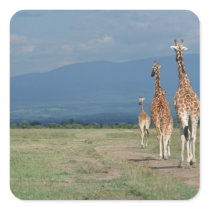 Reticulated Giraffe (Giraffa camelopardalis) 2 Stickers