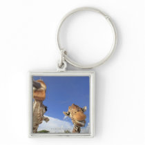 Reticulated Giraffe (Giraffa camelopardalis) 3 Keychains