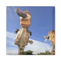 Reticulated Giraffe (Giraffa camelopardalis) 3 Refrigerator Magnet