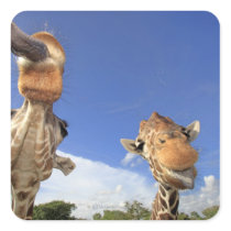 Reticulated Giraffe (Giraffa camelopardalis) 3 Sticker