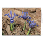 Reticulated Iris Card