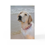Retriever for Father's Day Cards