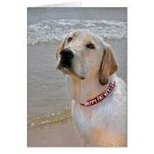 Retriever for Father's Day Cards