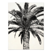 Retro Tropical Island Palm Tree in Black and White Photo Art