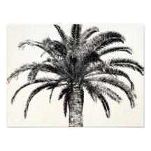Retro Tropical Island Palm Tree in Black and White Photo Print