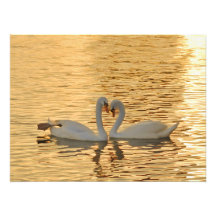 Réunion de couples de cygne à la photographie de c
