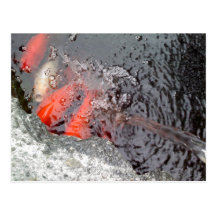 Réunion de poisson rouge cartes postales