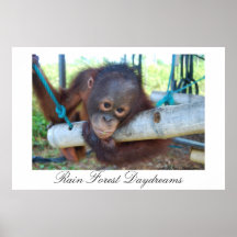 Rêveries de grande singe de forêt tropicale poster