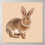 Rex Rabbit Print