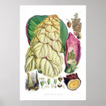 Rheum nobile (noble rhubarb) print