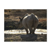 Rhino, back view post cards