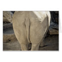 Rhino cards
