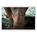 Rhino cards