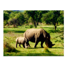rhino grazing postcard