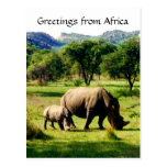 rhino greetings post cards