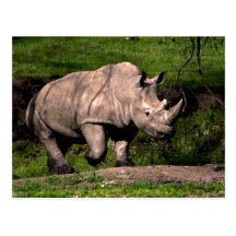 Rhino on Hill Postcards