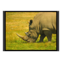 Rhino Photo Invitation