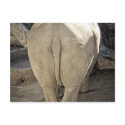 Rhino postcards