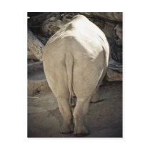 Rhino Post Card