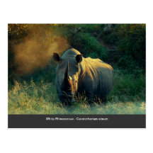 Rhino stare post card