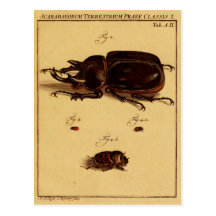 Rhinoceros Beetles Post Cards